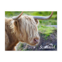 Carte postale Highland Cow Scotland