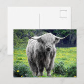 Carte Postale Highland Cow Scotland Russe (Devant / Derrière)