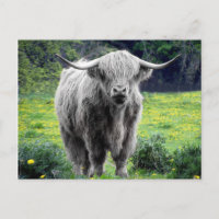 Highland Cow Scotland Russe