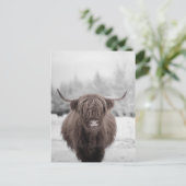 Carte Postale Highland Cow Scotland Russe Farm (Debout devant)