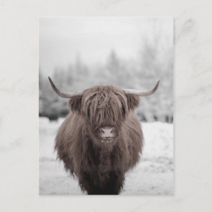 Carte Postale Highland Cow Scotland Russe Farm
