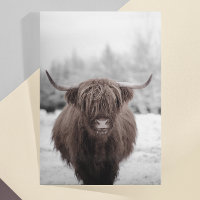 Highland Cow Scotland Russe Farm