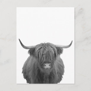 Carte Postale Highland Cow Scotland Russe Noir Blanc 