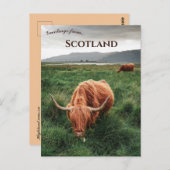Carte Postale Highland Cows Isle of Mull Scotland (Devant / Derrière)