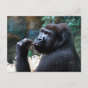 Carte Postale Highland Gorilla - cueillir des dents
