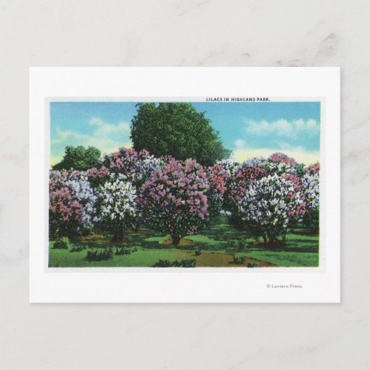Carte Postale Highland Park Lilacs à Bloom (Devant)