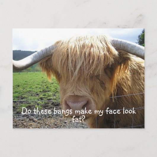 Carte Postale Highland Steer Funny (Devant)