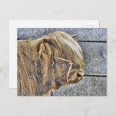 CARTE POSTALE HIGHLAND VW (Devant / Derrière)