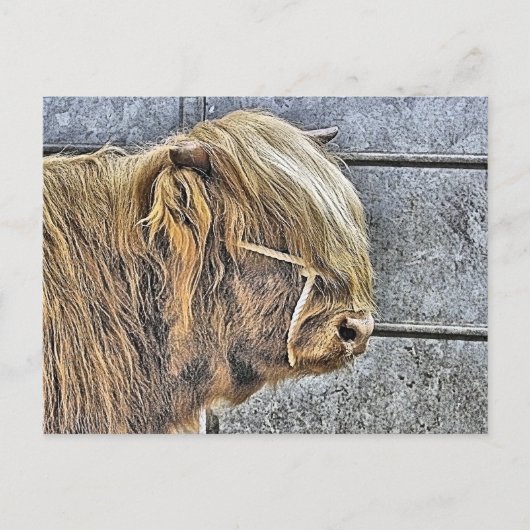 CARTE POSTALE HIGHLAND VW (Devant)