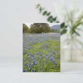 Carte Postale Hill Country, Texas, Bluebonnets et Oak tree (Debout devant)