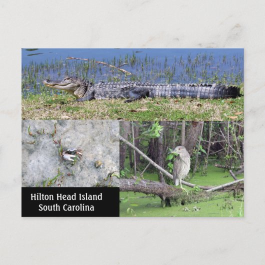 Carte Postale Hilton Head SC Native Wildlife (Devant)