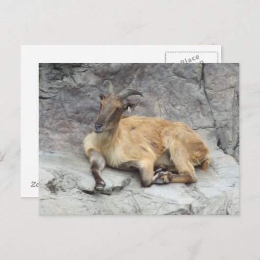 Carte postale Himalayan Tahr (Devant / Derrière)