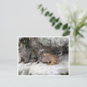 Carte Postale himalayan tahr (Debout devant)