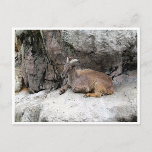 Carte Postale himalayan tahr (Devant)