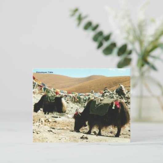 Carte postale Himalayan Yaks (Debout devant)