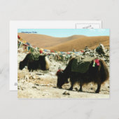 Carte postale Himalayan Yaks (Devant / Derrière)