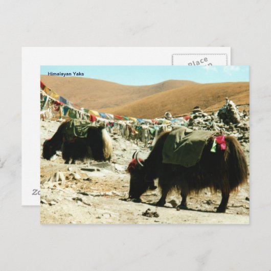 Carte postale Himalayan Yaks (Devant / Derrière)