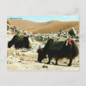 Carte postale Himalayan Yaks (Devant)