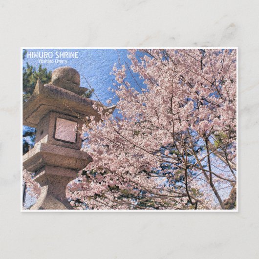 Carte Postale Himuro Shrine (Yoshino Cherry) ポストカード (Devant)