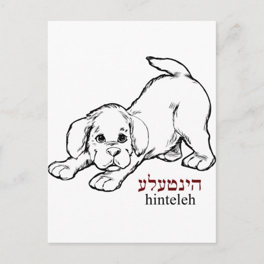 Carte Postale "Hinteleh"-chiot (Devant)