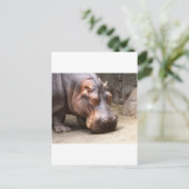 Carte Postale Hipo (Debout devant)