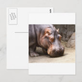 Carte Postale Hipo (Devant / Derrière)