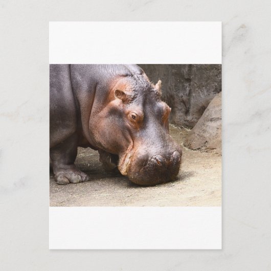 Carte Postale Hipo (Devant)