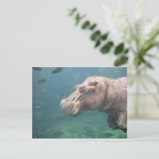 carte postale hippo (Debout devant)