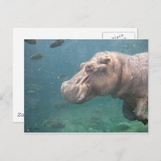 carte postale hippo (Devant / Derrière)
