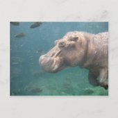 carte postale hippo (Devant)