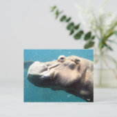Carte postale Hippo (Debout devant)