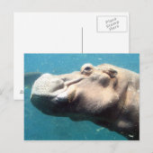 Carte postale Hippo (Devant / Derrière)