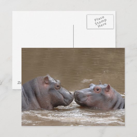 Carte Postale Hippo (Devant / Derrière)