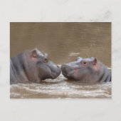 Carte Postale Hippo (Devant)