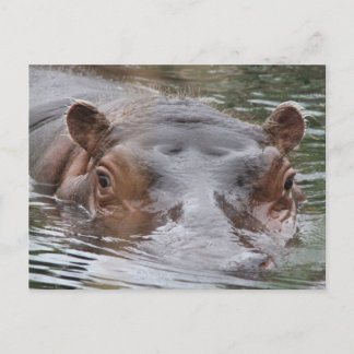 Carte Postale Hippo