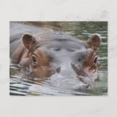 Carte Postale Hippo (Devant)