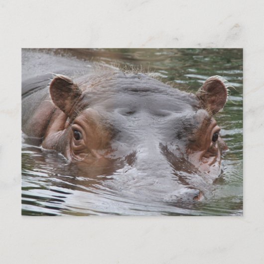 Carte Postale Hippo (Devant)