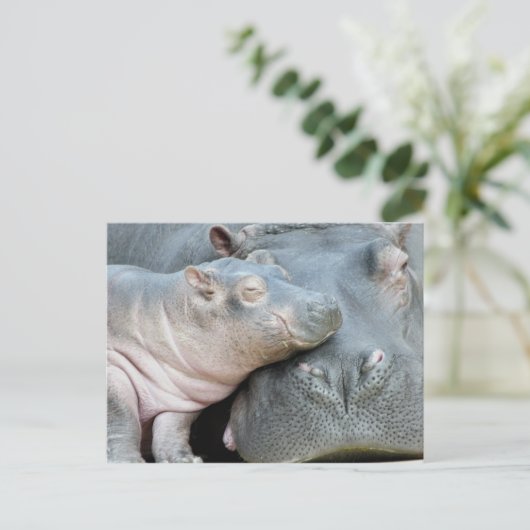 Carte Postale Hippo (Debout devant)