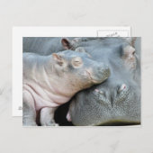 Carte Postale Hippo (Devant / Derrière)