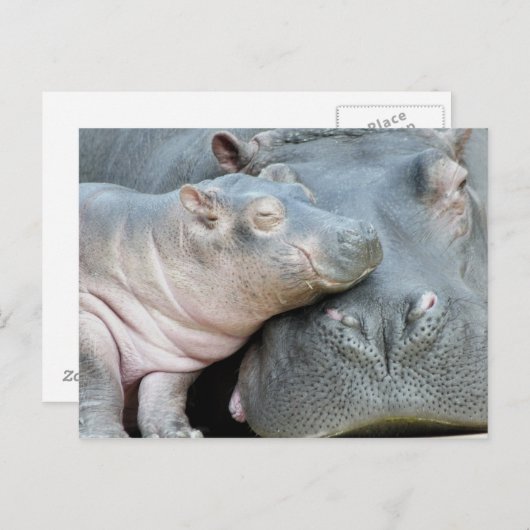 Carte Postale Hippo (Devant / Derrière)