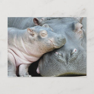 Carte Postale Hippo