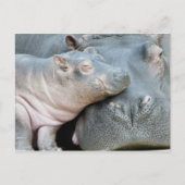Carte Postale Hippo (Devant)