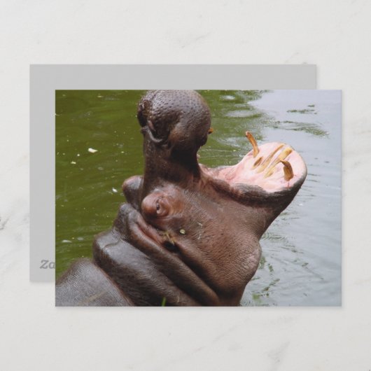 Carte Postale Hippo (Devant / Derrière)