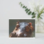 Carte Postale hippo (Debout devant)