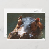 Carte Postale hippo (Devant / Derrière)