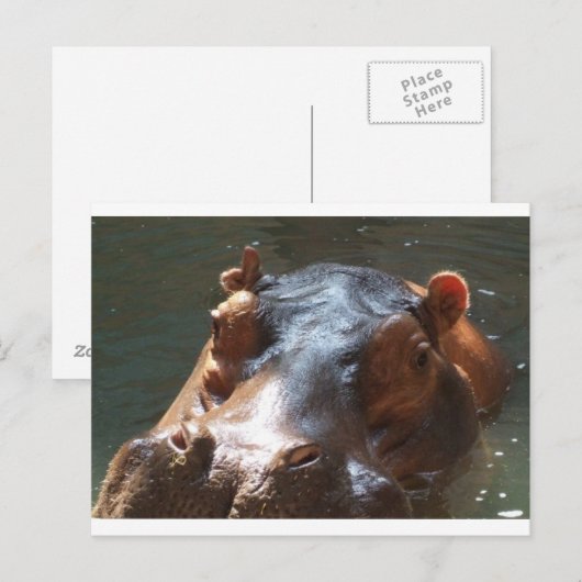 Carte Postale hippo (Devant / Derrière)