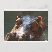 Carte Postale hippo (Devant)