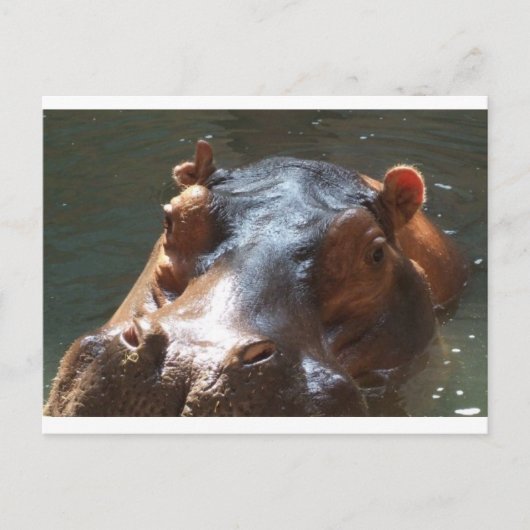 Carte Postale hippo (Devant)