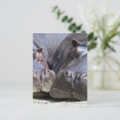 Carte Postale Hippo (Debout devant)