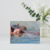 Carte postale Hippo (Debout devant)